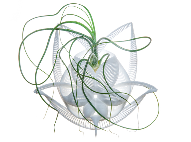 Bulbophyllum Gracilis Planter in White Natural Versatile Plastic