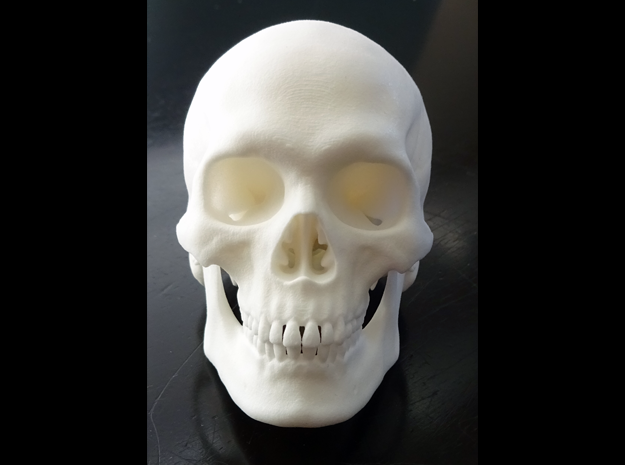 Realistic Human Skull With Removable Jaw V.2.00
