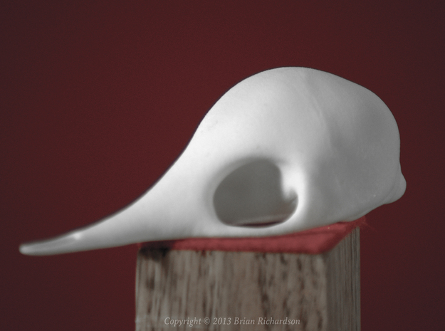 Echidna Skull in White Processed Versatile Plastic