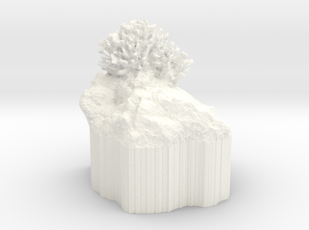Tiny Coral - Pocillopora meandrina in White Processed Versatile Plastic