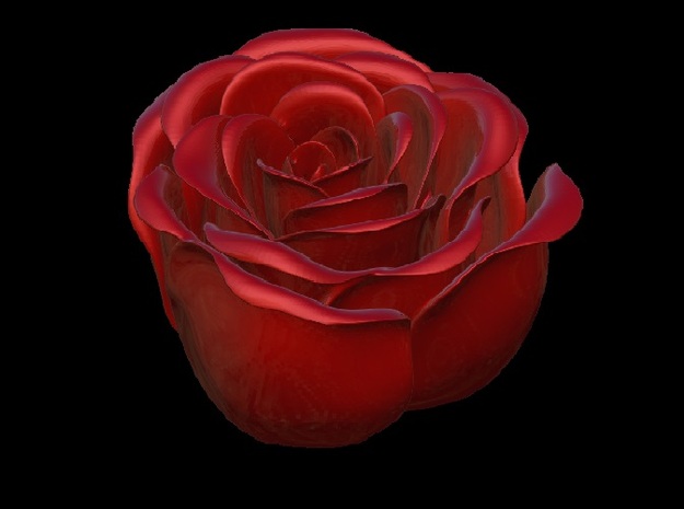 Rose in Bloom in Red Processed Versatile Plastic