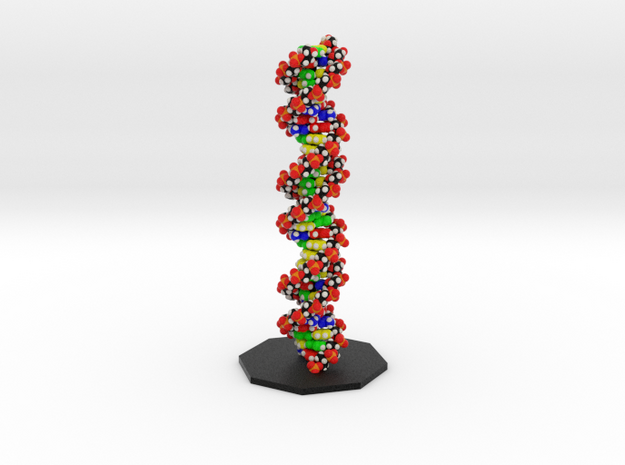 DNA Model "Large, Vertical" LaMuraglia ! in Full Color Sandstone