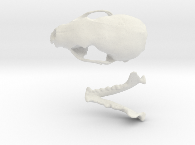 Skull of a stone marten in White Natural Versatile Plastic