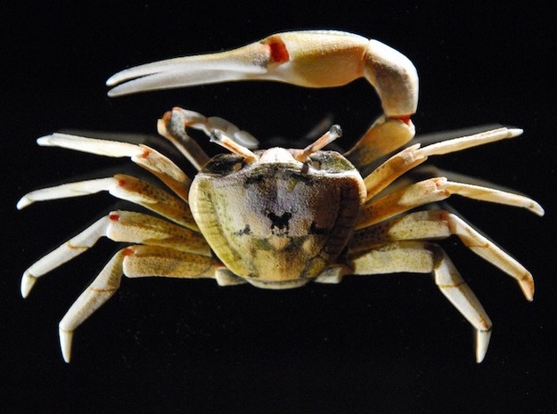 Articulated Fiddler Crab (Uca pugilator) in White Natural Versatile Plastic