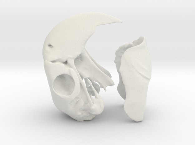 Macaw Skull in White Natural Versatile Plastic