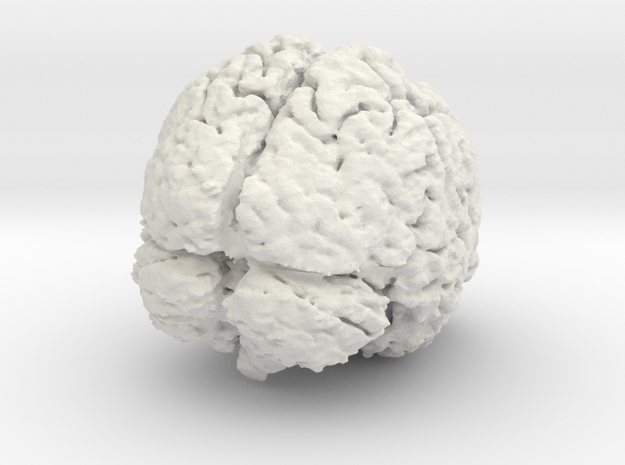 Complete Brain in White Natural Versatile Plastic