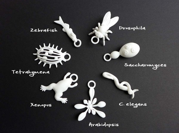 Model Organism Ornament Set in White Processed Versatile Plastic
