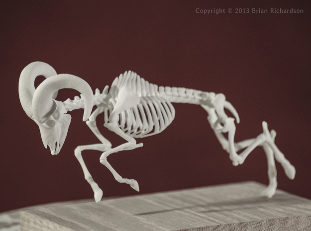 Bighorn Sheep Skeleton in White Natural Versatile Plastic