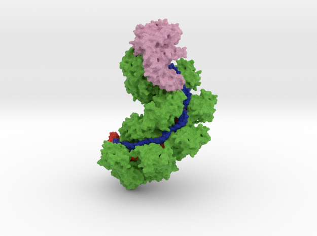 Cascade bound to a ssDNA target in Full Color Sandstone