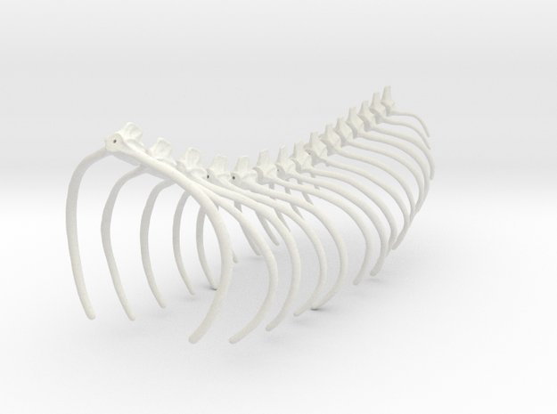 Komodo Spine Rib Cage 1:5 Scale in White Natural Versatile Plastic