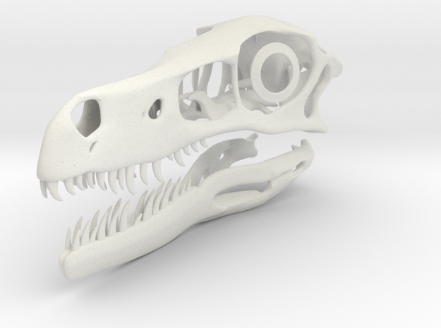 1:2 Velociraptor mongoliensis Skull and Jaw