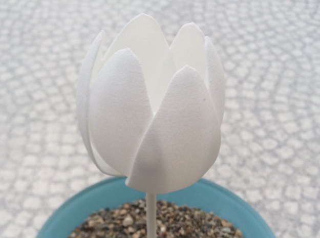 Tulip in White Processed Versatile Plastic