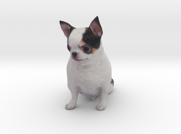 Scanned Chihuahua Dog -887 in Full Color Sandstone