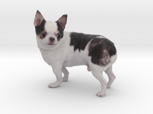 Scanned Chihuahua Dog -892 in Full Color Sandstone