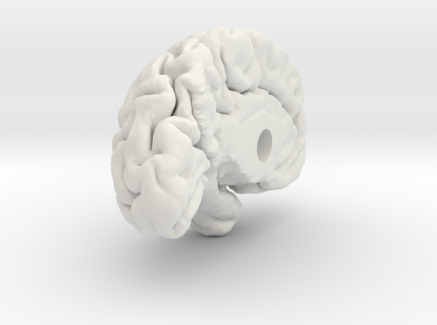 Left Brain Hemisphere 1/1 in White Natural Versatile Plastic