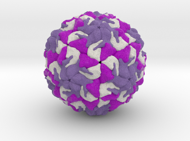 Rhinovirus Serotype 1 in Full Color Sandstone