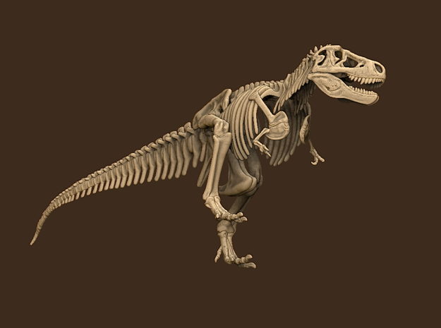 Tyrannosaurus Skeleton Sue 40 cm long.  in White Natural Versatile Plastic