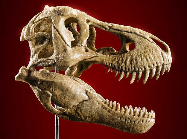 Tyrannosaurus skull - dinosaur model in White Natural Versatile Plastic: 1:20
