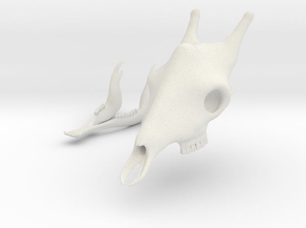 Giraffe Skull 3D Printed Model in White Natural Versatile Plastic