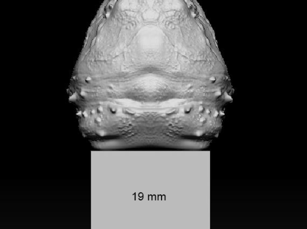 Alligator_snapping_turtle_head_03_19mm_back_edge in Clear Ultra Fine Detail Plastic