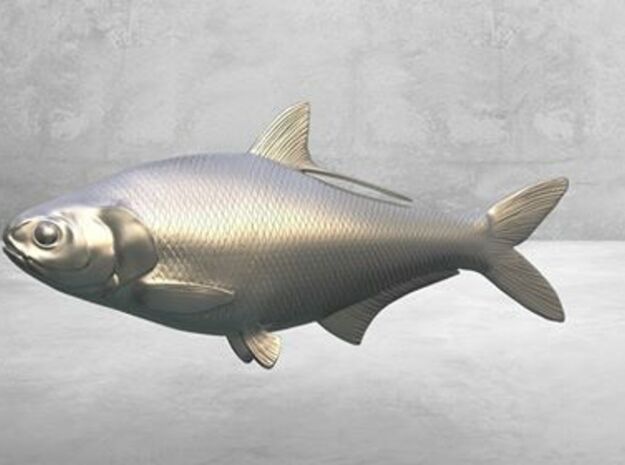 Gizzard Shad 150mm (5.9") in White Processed Versatile Plastic