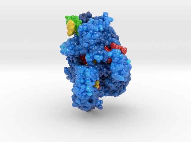 CRISPR-Cpf1 5B43 in Glossy Full Color Sandstone: Extra Small