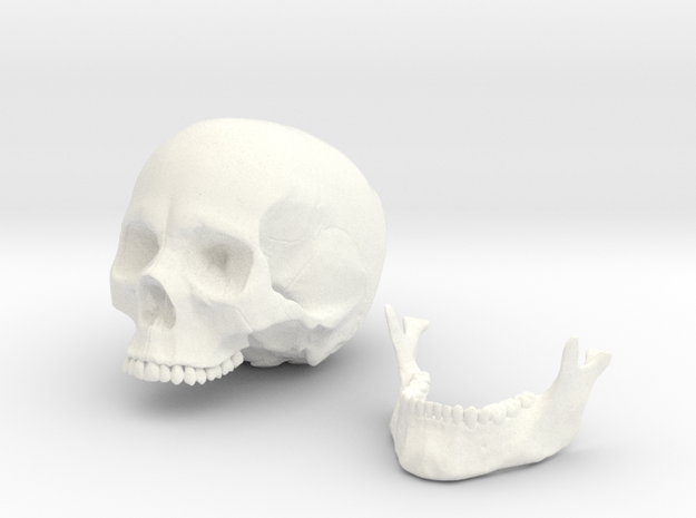 Anatomical Human Male Skull in White Processed Versatile Plastic: Small