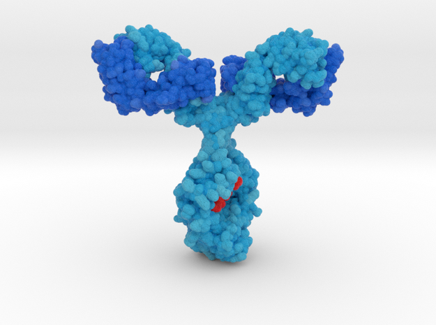 Antibody IGg1 in Matte High Definition Full Color: Medium