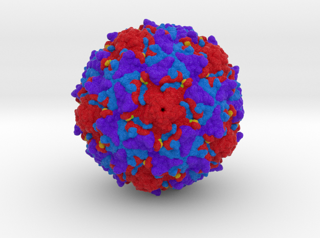 Poliovirus Type 2 1EAH in Matte High Definition Full Color: Extra Small