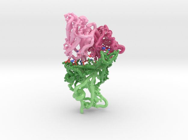 SARS-CoV-2 RBD Antibody Complex 7KS9 in Smooth Full Color Nylon 12 (MJF): Medium