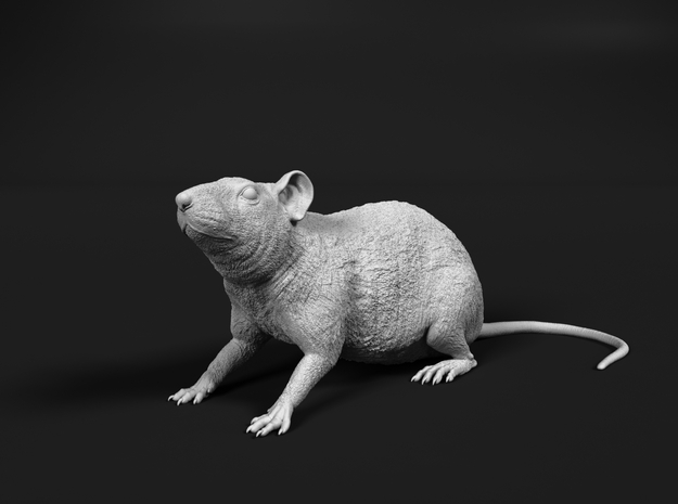 Brown Rat 1:9 Sitting on four legs in Tan Fine Detail Plastic