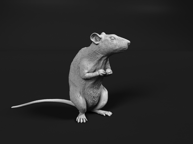 Brown Rat 1:6 Sitting on two legs in White Natural Versatile Plastic