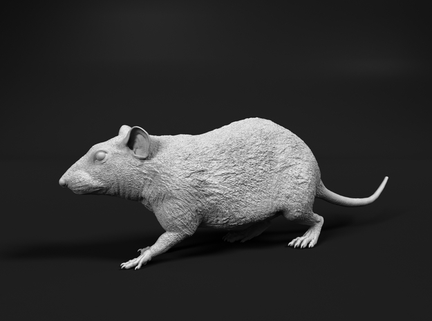 Brown Rat 1:6 Walking in White Natural Versatile Plastic