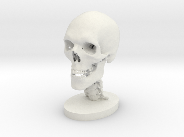 3/4 Scale Human Skull in White Natural Versatile Plastic