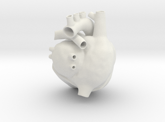 Anatomical Heart
  in White Natural Versatile Plastic