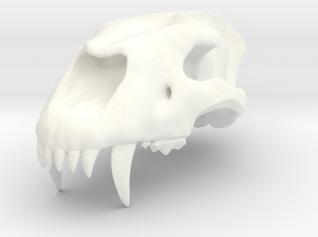 Homotherium skull, maxilla in White Processed Versatile Plastic