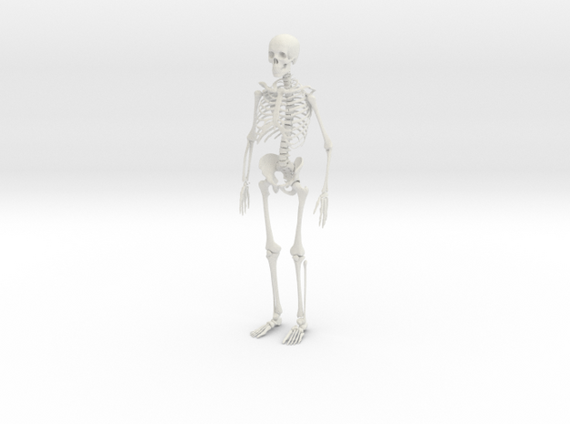 Skeleton in White Natural Versatile Plastic