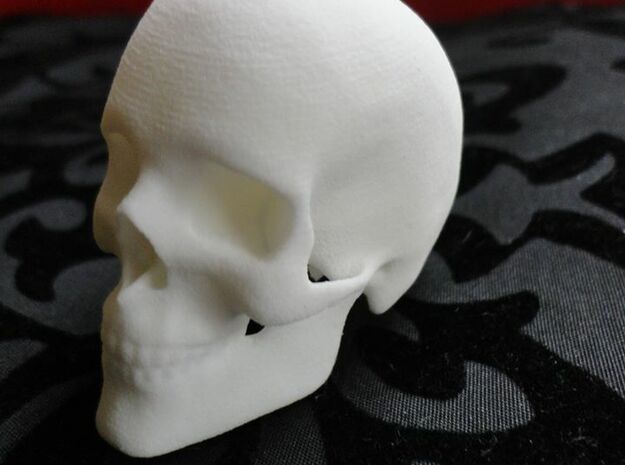 Human Skull in White Natural Versatile Plastic