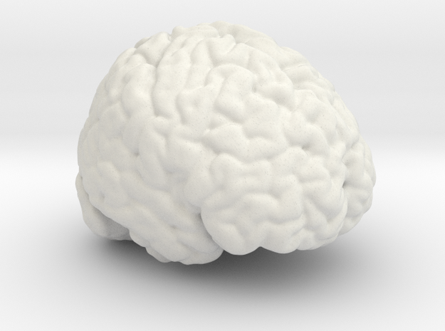 Life Size Brain from MRI in White Natural Versatile Plastic