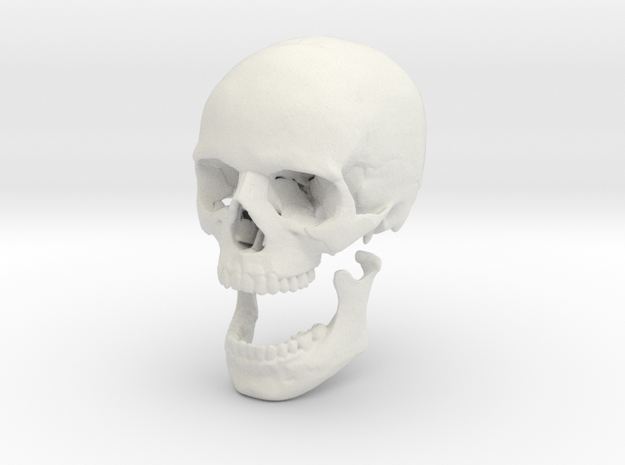 42mm 1.65in Human Skull Crane Schädel че́реп in White Natural Versatile Plastic