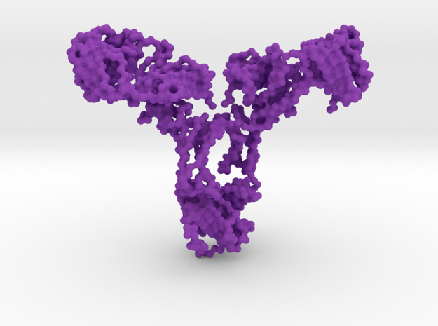 Antibody - IgA2 - monomer