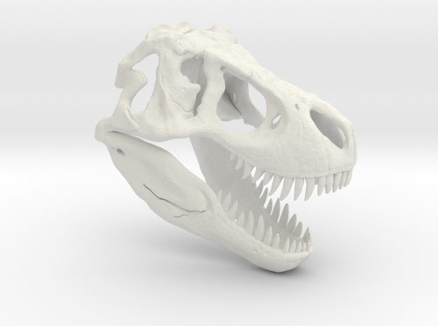 Tyrannosaurus Dinosaur Skull - T-Rex Skull 1:40 in White Natural Versatile Plastic