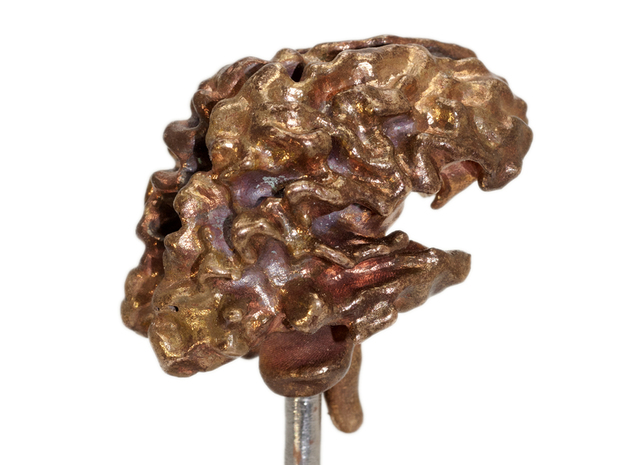 Brain White Matter in Natural Bronze