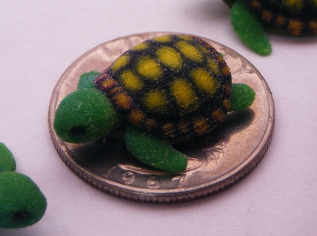 Concha: Little Turtle (1 piece)