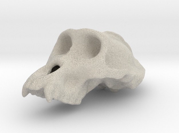Gorila ♂ cranium in Natural Sandstone