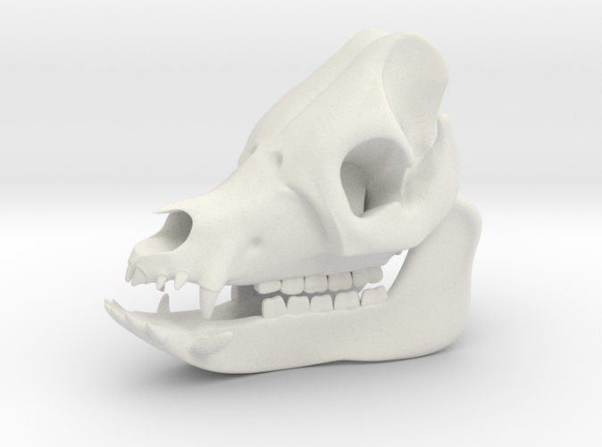 Pig Skull 3D Printed Model