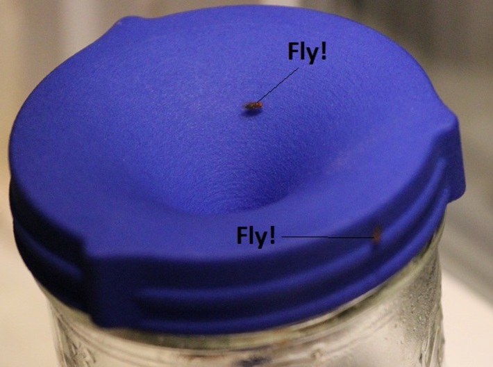 Fruit Fly Trap 3d printed 
