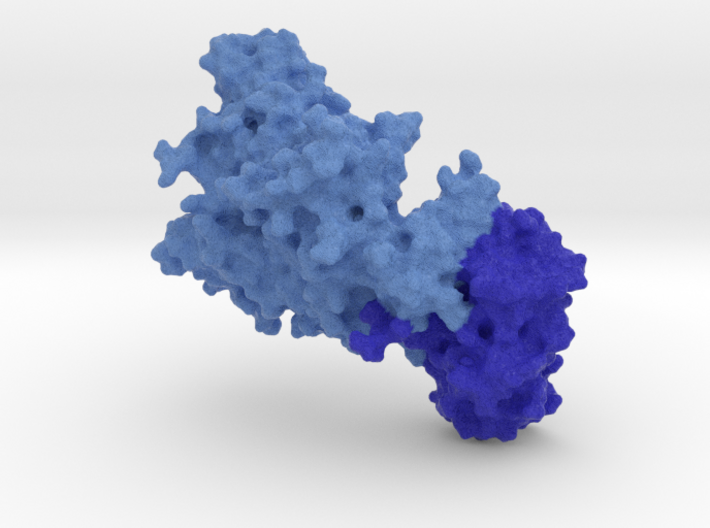 1acc: Anthrax Protective Antigen (PA) 3d printed