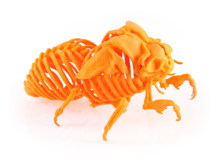 Cicada Nymph Skeleton 3d printed 