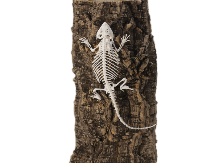 Bearded Dragon Skeleton - 6 Inches 3d printed 